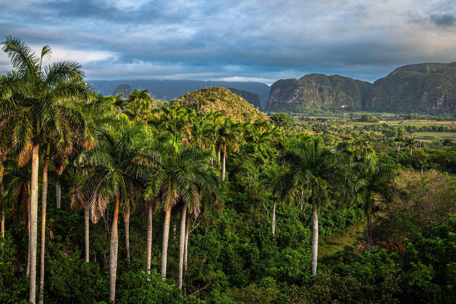 a tree with a mountain in the background